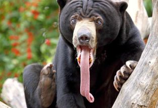 Ours