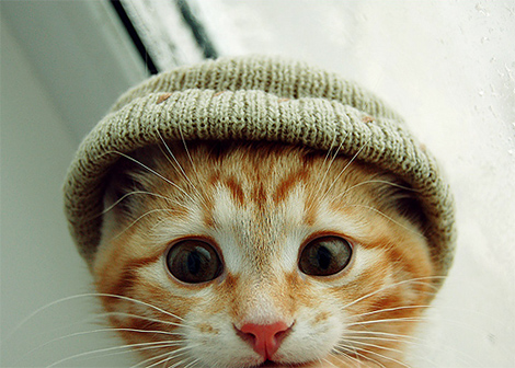 chat-bonnet